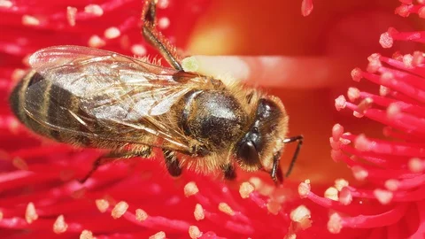 Macro of Honey bee pollinating flowering gum tree in slow motion. Myrtle family  스톡 동영상 130128500