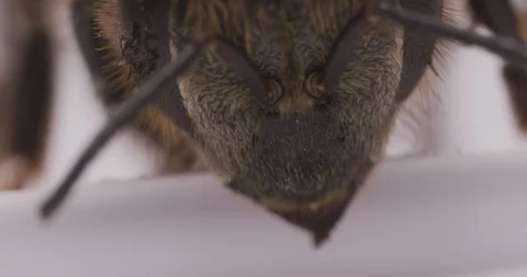 MACRO | Honey Bee Super Close Up 1 Video stock 89627367