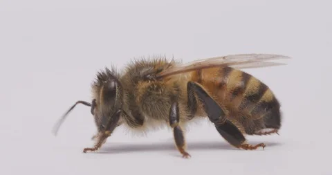 MACRO | Honey Bee Super Close Up 3 Stock Footage 89631957