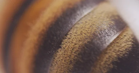 MACRO | Honey Bee Super Close Up  Stock Footage 89634500