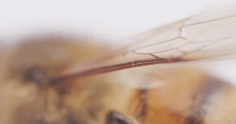 MACRO | Honey Bee Super Close Up 5 Video stock 89635110