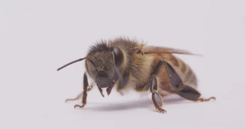 MACRO | Honey Bee Super Close Up 9 Stock Footage 89700596