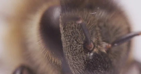MACRO | Honey Bee Super Close Up 10 Stock Footage 89701505