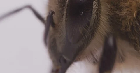 MACRO | Honey Bee Super Close Up 6 Stock Footage 89701791