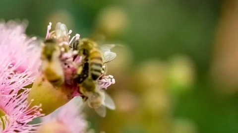 Macro of honey bees climbing into pink colored flowers of Australian gum tree Stock Footage 63360153