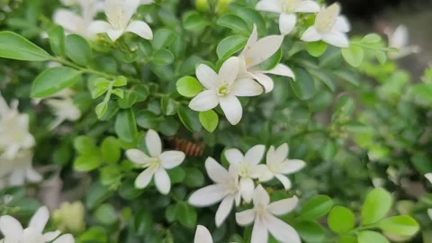 Macro Honeybee Collecting Nectar on White Orange Jasmine Blossoms Stock Footage 337546740