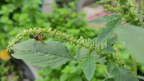 Macro Honeybee Foraging Under Arched Green Amaranth Flower Stem Stock Footage 337546825