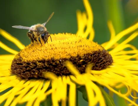 Macro of a honeybee Stock Photos