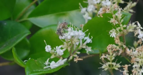 Macro of Honeybee Pollinating White Flowers Vídeo Stock 334746529