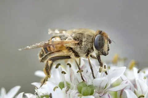 Macro of honeybee on white flowers. Stock Photos