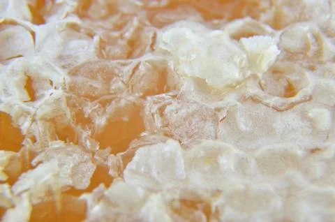 Macro of Honeycomb Surface Stock Photos