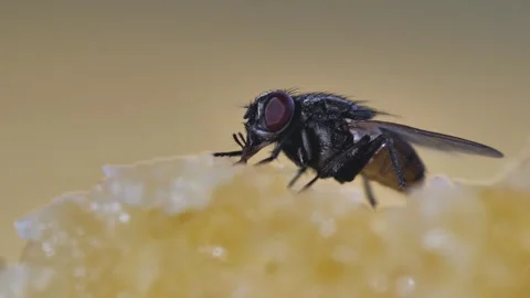 Macro of housefly eating leftover bread on kitchen table Stock Footage 246947630