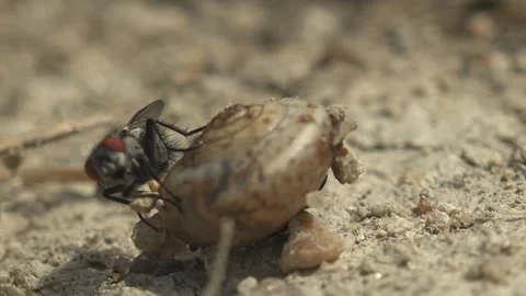 Macro Housefly Feeding on Snail Shell Video stock 334063107