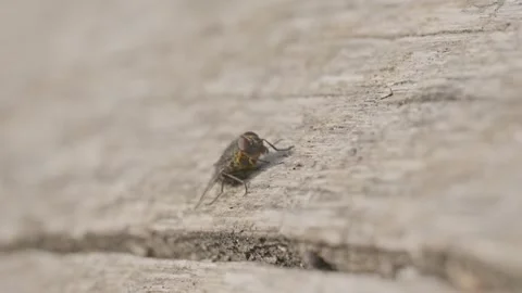 Macro of Housefly on Weathered Wood Surface Vidéo 335107639
