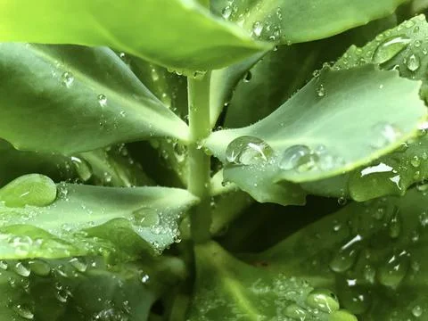 Macro of houseleek plants with rain droplets on tufted leaves Stock Photos