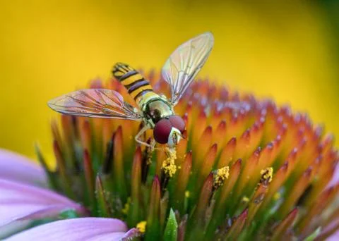 Macro of Hoverfly eating pollen from echinacea Stock Photos