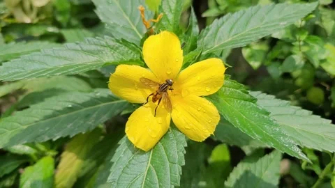 Macro Hoverfly Pollinating Dewy Yellow Flower in Lush Green Garden 库存影片 337546743