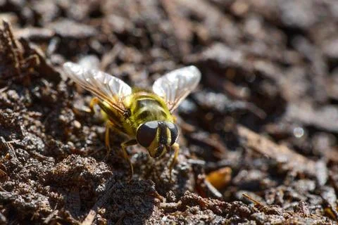 Macro Hoverfly Resting on Soil in Sunlight Fotos Stock