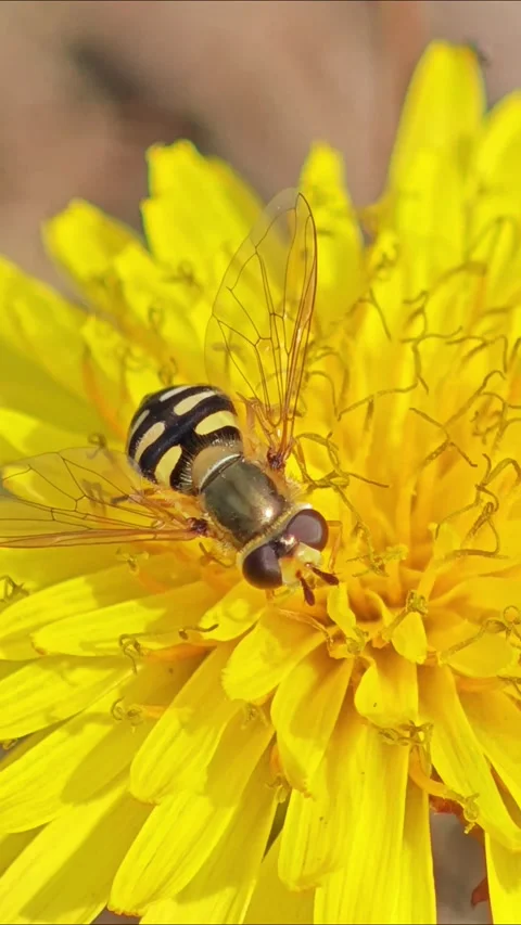 Macro of Hoverfly on Yellow Flower Petals Vidéo 329951843