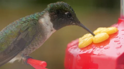Macro of hummingbird eating nectar from feeder Stock Footage 66545774