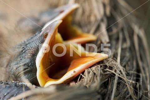 Macro of hungry newborn thrush's chicks with opened mouths on the nest edge Stock Photos
