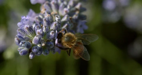 Macro on Hungry Yellow Jacket Feeding on Pollen Stock Footage 113151300