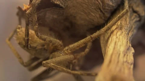 Macro Huntsman Spider Crawling Across Surface in Extreme Close Up Video stock 335735351