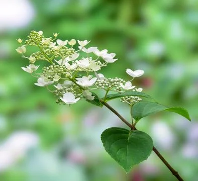 Macro of a hydrangea flower blossom Stock Photos