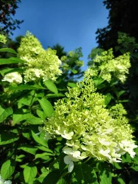 Macro Hydrangea Limelights Stock Photos