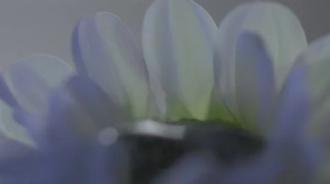 Macro Ice Melting Flower Stockbeeldmateriaal 44643469