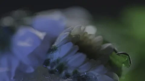 Macro Ice Melting Flower Stockbeeldmateriaal 44643476