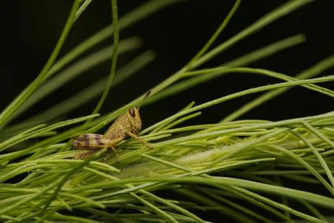 Macro imacro nsects 4084 Stock Photos