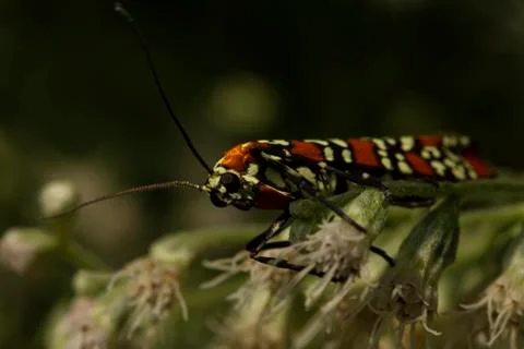 Macro image of a Ailanthus Webworm Moth (Atteva Aurea) on white boneset flower Stock Photos