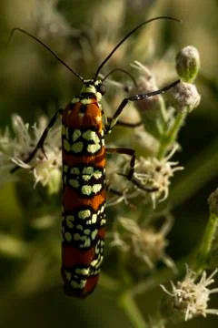 Macro image of a Ailanthus Webworm Moth (Atteva Aurea) on white common boneset Stock Photos