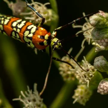 Macro image of a Ailanthus Webworm Moth (Atteva Aurea) on white common boneset Stock Photos