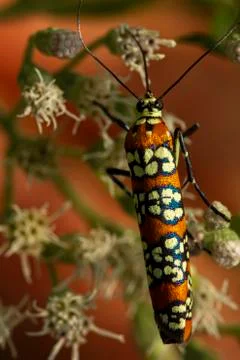 Macro image of a Ailanthus Webworm Moth (Atteva Aurea) on white common boneset Stock Photos