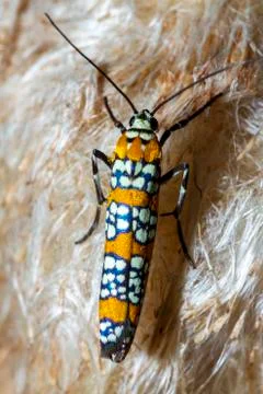 Macro image of a Ailanthus Webworm Moth (Atteva Aurea) on bulrush plant flower Stock Photos
