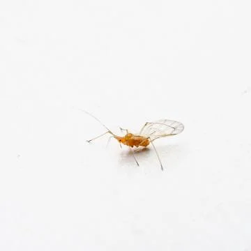 Macro image of aphid of plants 스톡 사진