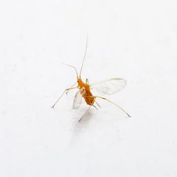 Macro image of aphid of plants Stock-Fotos