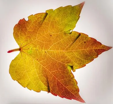 Macro image of an autumnal maple leaf Stock Photos