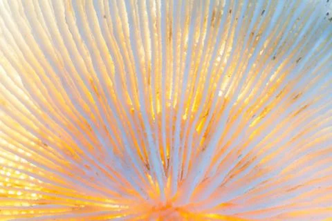 Macro image of backlit coral core Stock Photos