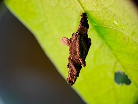 Macro image of a bagworm moth larva (Psychidae) casing, built from twigs an.. Stock Photos
