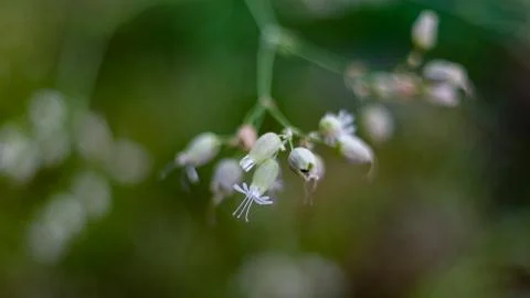 Macro image of beautiful flowers of Bladder Campion, Silene vulgaris Stock Photos