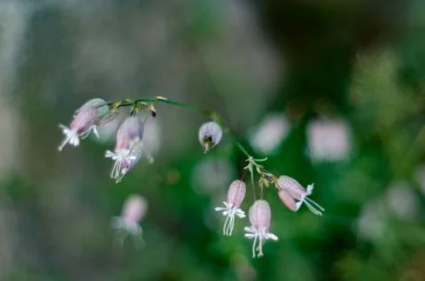 Macro image of beautiful flowers of Bladder Campion, Silene vulgaris Stock Photos