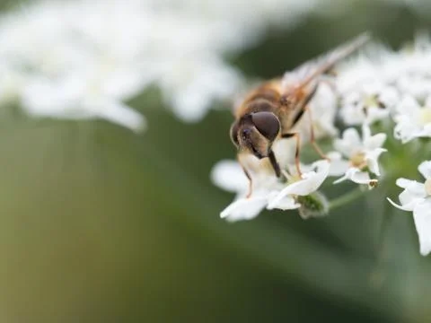 Macro image of a bee on a flower. Stock Photos