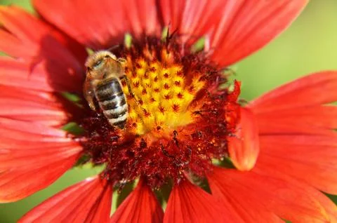 Macro image of bee on the flower in the summer garden. Nature concept. Stock Photos