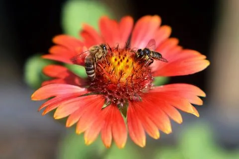Macro image of the bees on the flower in the summer garden. Nature concept. Stock Photos