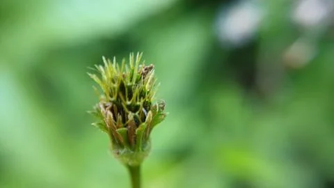 Macro image of a Bidens bud Stock Photos
