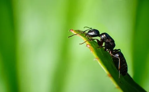 Macro image of black ant sitting on green leaf 스톡 사진