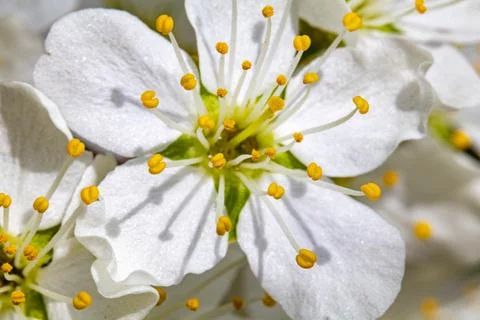 Macro image of a blooming cherry flower with white petals and vivid yellow .. Stock Photos